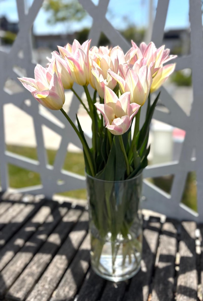 Tulipes blanches et rosées dans un vase en verre, au soleil